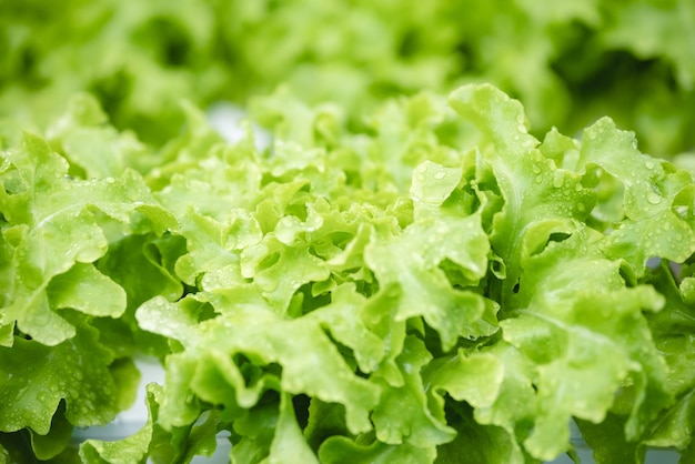 Mode de vie vert et sain des aliments crus, salade de légumes frais du champ de culture agricole pour végétarien