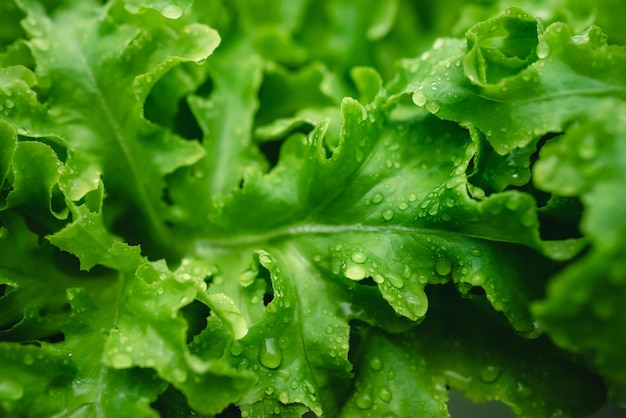 Mode de vie vert et sain des aliments crus, salade de légumes frais du champ de culture agricole pour végétarien