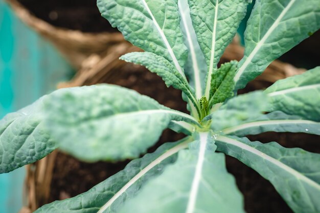 Mode de vie vert et sain des aliments crus, salade de légumes frais du champ de culture agricole pour végétarien