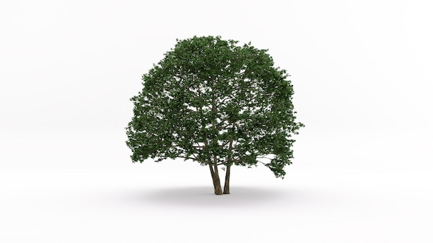 Modèle 3D Arbre avec un fond blanc