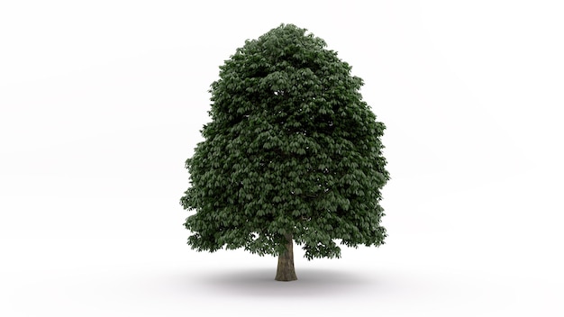 Modèle 3D Arbre avec un fond blanc