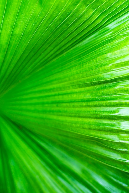 Modèle abstrait à la feuille fraîche de fond texturé de palmier