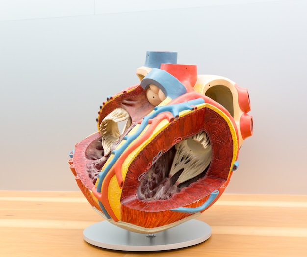 Photo modèle anatomique du cœur humain en coupe. affiche médicale, concept d'éducation médicale