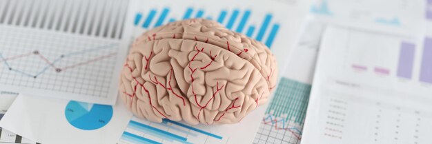 Modèle artificiel du cerveau humain allongé sur des documents avec des graphiques en gros plan