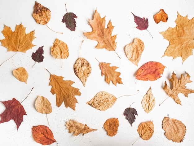 Modèle d'automne de diverses feuilles colorées tombées de divers arbres sur fond de texture blanche. Mise à plat des feuilles d'automne de la collection botanique, vue de dessus.