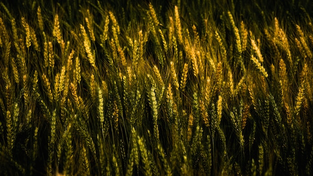 Modèle de blé doré à la ferme en été.