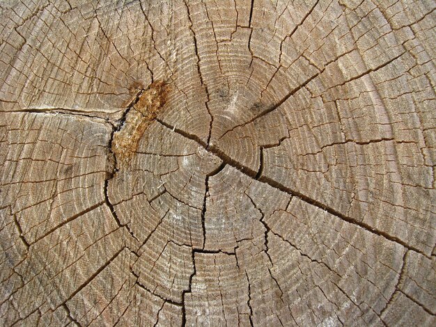 Modèle de bois foncé sur une coupe de l'arbre