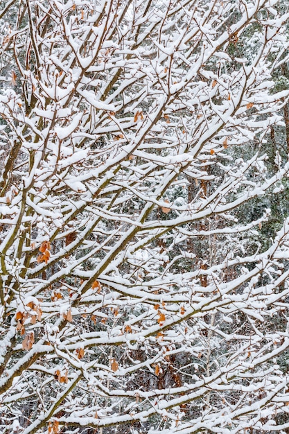 Un modèle de branches d&#39;arbres recouverts de neige