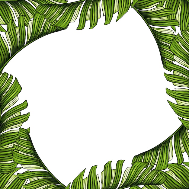 Modèle carré pour le texte avec des feuilles de palmier tropical Cadre ou bordure avec des plantes exotiques de la forêt tropicale isolée sur blanc illustration réaliste dessinée à la main pour la conception de l'étiquette