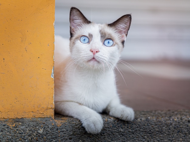 Modèle de chat