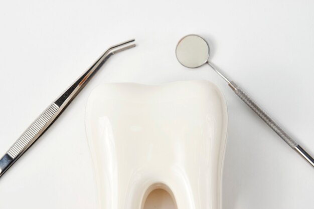 Modèle de dent dentaire avec des outils d'équipement dentaire pour les soins dentaires des dents isolé sur fond blanc avec espace de copie, gros plan. Concept d'hygiène dentaire bucco-dentaire