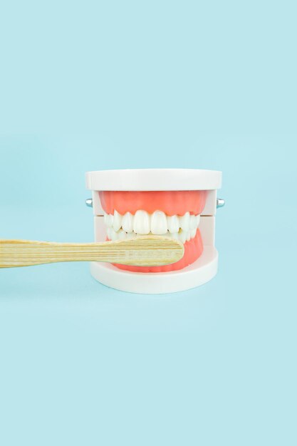 Modèle de dents humaines et brosse à dents en bois Denture complète Plaque dentaire Modèle dentaire orthodontique des dents ou mâchoire humaine Le modèle de mâchoire est utilisé pour démontrer comment les dents et la mâchoire humaines se nettoient