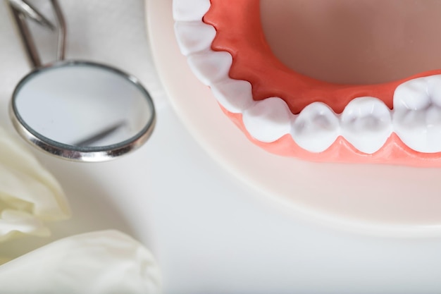 Modèle de dents et de mâchoires. Autres outils de dentisterie en arrière-plan.