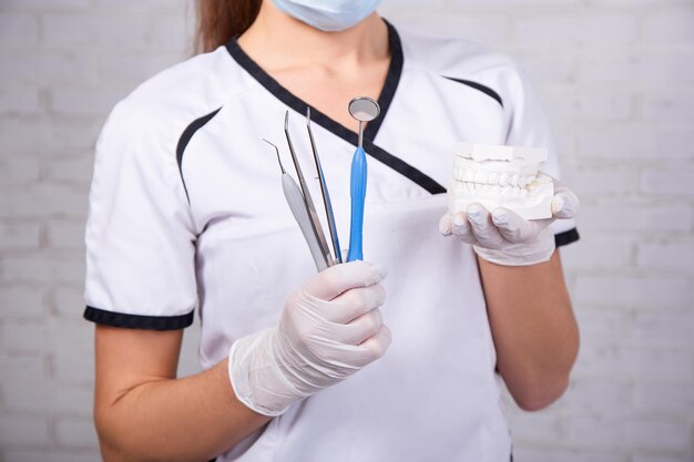 Modèle de dents et outils de dentiste dans les mains d'une femme médecin