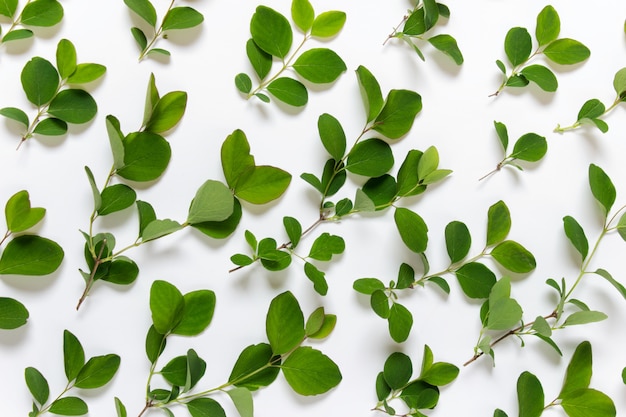 Modèle fait avec des branches de plantes disposées sur blanc