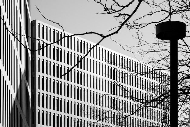 Modèle de fenêtres d'immeubles de bureaux et de silhouettes de branches et d'un réverbère Noir et blanc