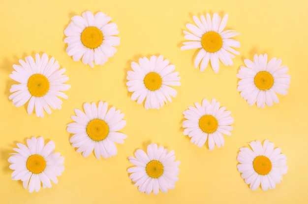 Modèle de fleurs de camomille naturelle sur fond jaune