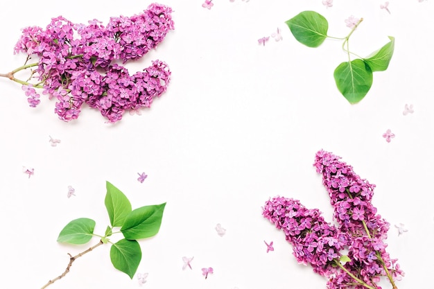 Modèle avec des fleurs lilas violettes sur fond blanc. Mise à plat, vue de dessus