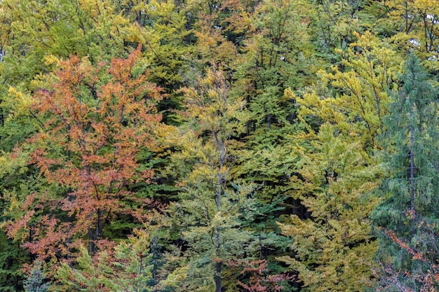 Modèle de forêt sur le flanc de la montagne d'automne Arbres à flanc de montagne éclairés par le soleil brûlent en vert émeraude Peinture abstraite naturelle