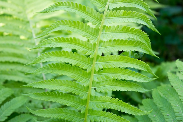 Photo modèle de fougère naturelle parfaite beau fond fait avec de jeunes feuilles de fougère verte concept nature