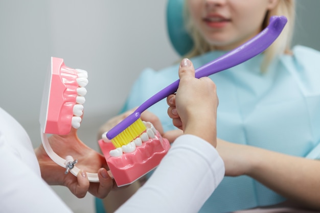 Modèle de mâchoire dans les mains du dentiste montrant la bonne façon de se brosser les dents