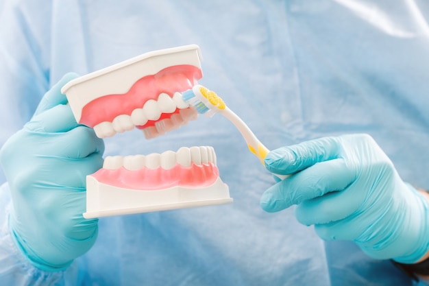 Un modèle d'une mâchoire humaine avec des dents et une brosse à dents dans la main du dentiste.