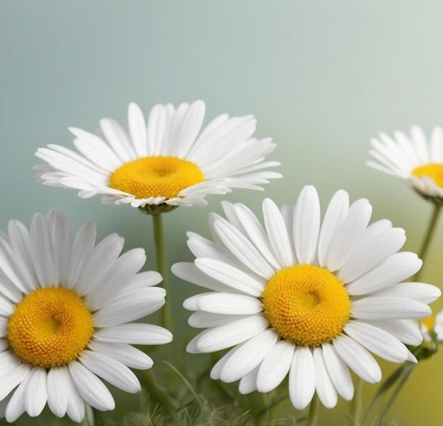 Photo modèle avec des marguerites ai