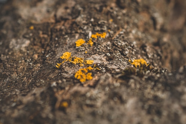 Modèle de mousse de lichen et de champignons poussant sur une écorce d'un arbre en forêt