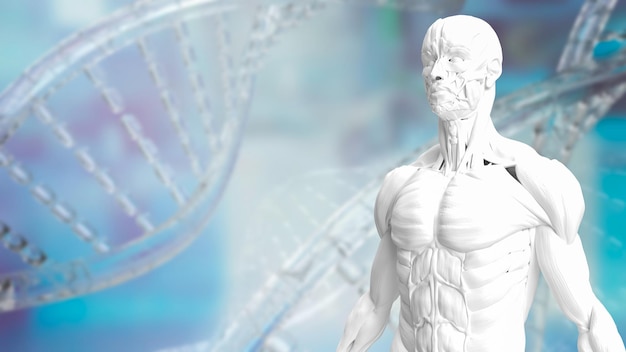 Le modèle de muscle blanc sur fond d'ADN pour la science ou la santé et le rendu 3d du concept médical