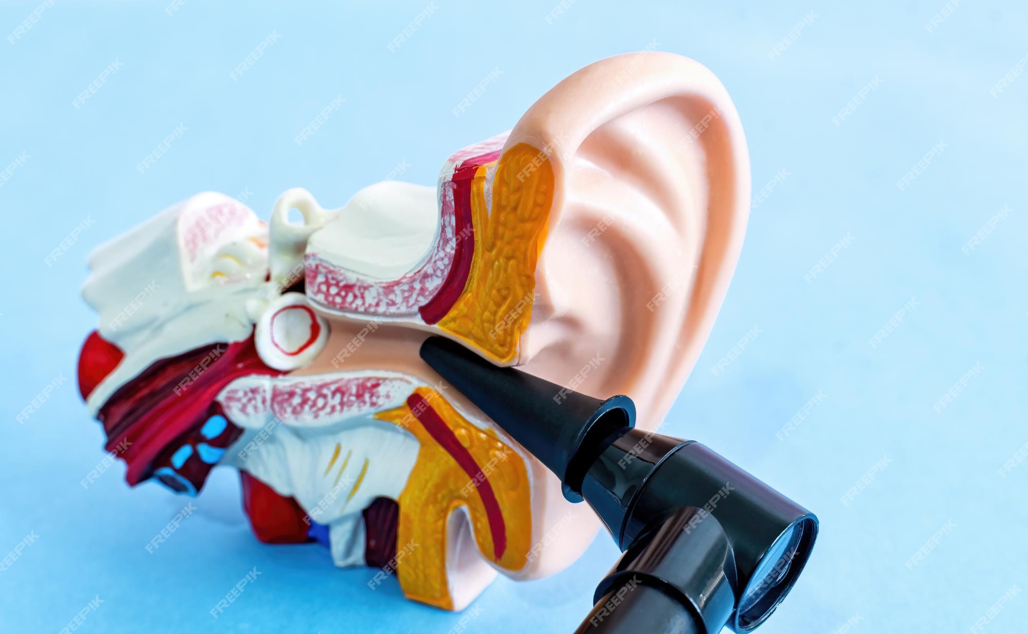 Modèle D'oreille Anatomique Et Dispositif Médical Utilisé Pour Vérifier L' otoscope Des Oreilles Concept De Prévention Et De Santé Des Organes  Auditifs