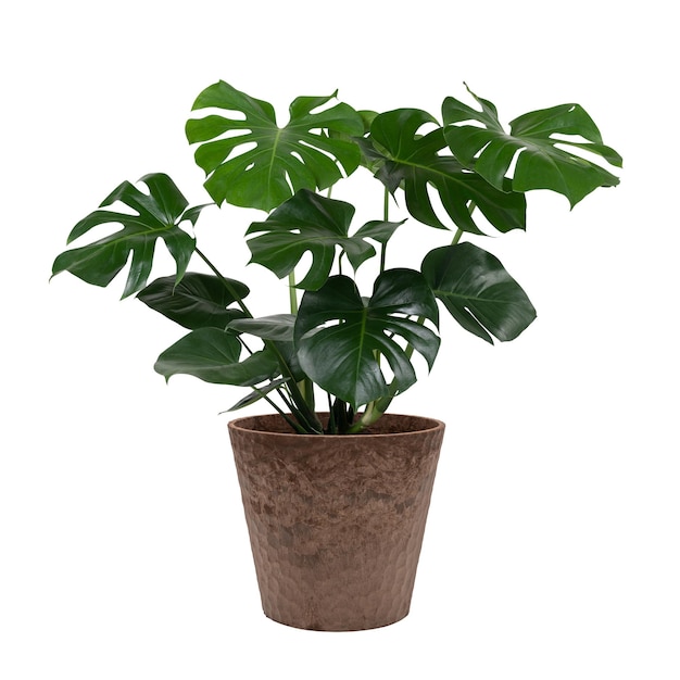 Modèle de plante de Monstera deliciosa png dans un pot