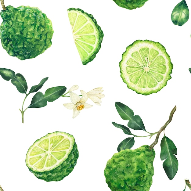 Photo modèle sans couture aquarelle avec éléments de bergamote fond dessiné à la main avec des feuilles de fleurs et des fruits dans des couleurs vertes sur blanc