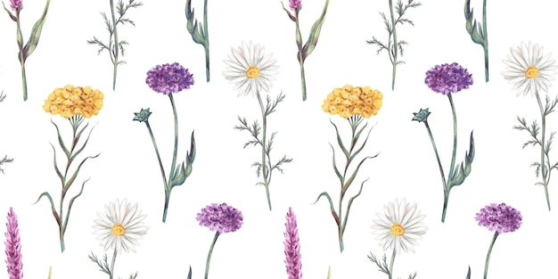 Modèle sans couture aquarelle avec illustration de fleurs sauvages de prairie sur fond blanc