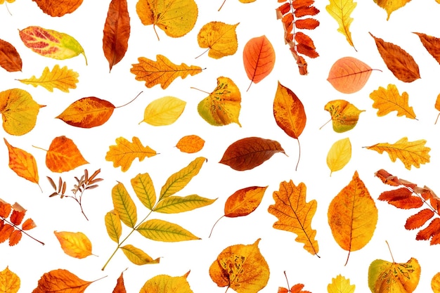 Modèle sans couture de feuilles d'automne naturelles sur fond blanc comme toile de fond ou texture Papier peint d'automne pour votre conception Vue de dessus Mise à plat