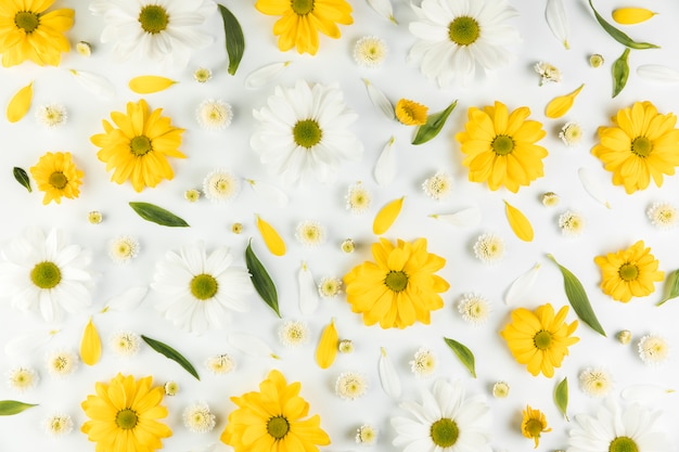 Photo modèle sans couture de fleurs de chrysanthème et de camomille sur fond blanc