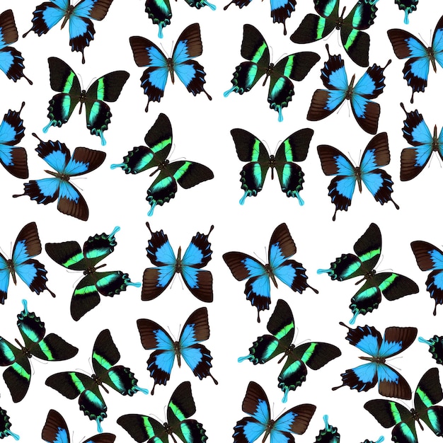 Modèle sans couture papillons tropicaux papilio blumei ulysse, texture d'insecte inhabituel vert bleu