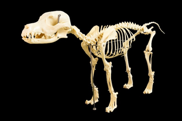 Photo modèle de squelette de chien sur fond noir blanc
