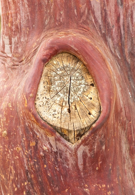 Modèle de texture d'écorce d'épluchage sur l'arbre