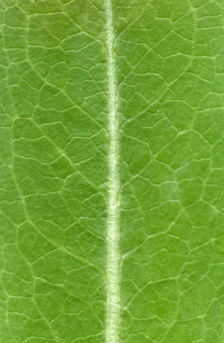 Photo modèle de texture de feuille, texture des feuilles vertes