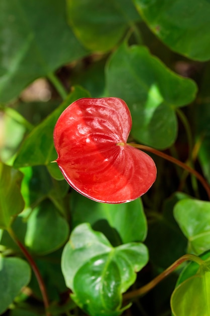 Modèle de texture nature feuilles vertes de plus en plus tropicales