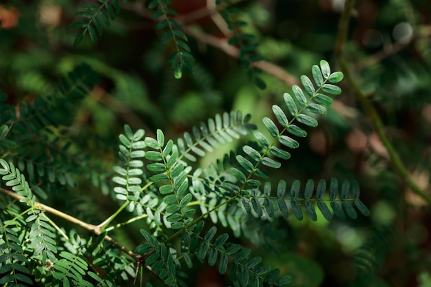 Modèle de texture nature feuilles vertes de plus en plus tropicales