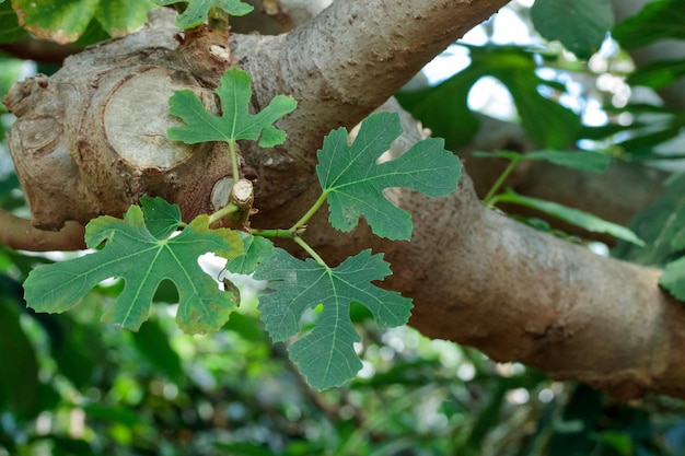 Modèle de texture nature feuilles vertes de plus en plus tropicales