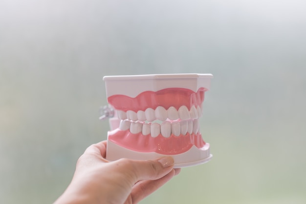 Modèles De Dents Humaines En Plastique Isolés Sur Blanc.modèle Médical En Plastique Des Dents.concept De Santé Bucco-dentaire, Carie Dentaire.étudiant En Dentisterie Dentaire Apprenant Un Modèle D'enseignement Montrant Les Dents, Les Racines, Les Gencives, Les Gencives