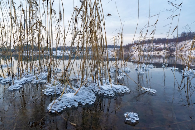 Modèles de glace gelée de l'eau dans les buissons de roseaux sur la rive du réservoir