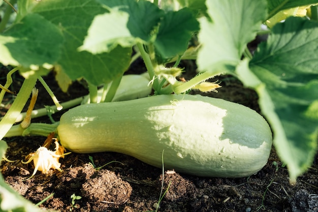 Moelle vert clair, courgette, courgette, courge au jardin