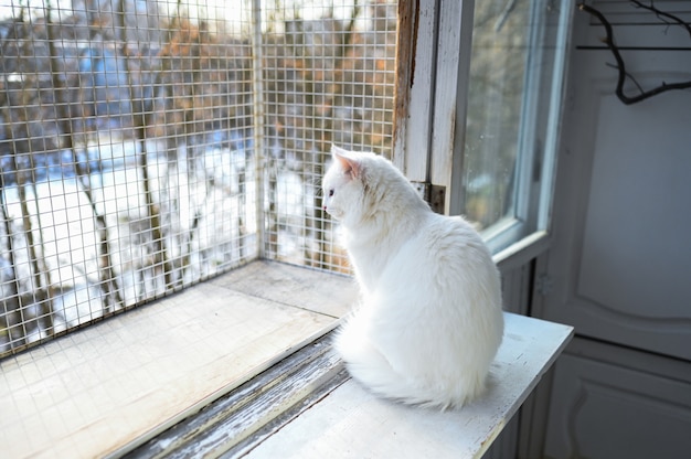 Moelleux chat blanc assis sur un balcon en hiver