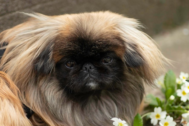 moelleux mignon chien rouge pékinois est très mignon stock