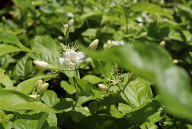 Mogra blanc ou jasmin arabe ou Jasminum sambac bourgeons de fleurs arbustes grimpants et vignes