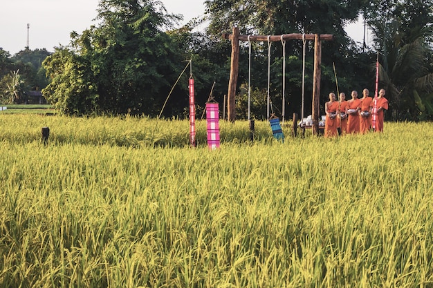 Moine avec rizière en Thaïlande