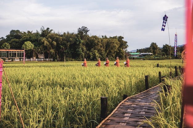 Moine avec rizière en Thaïlande